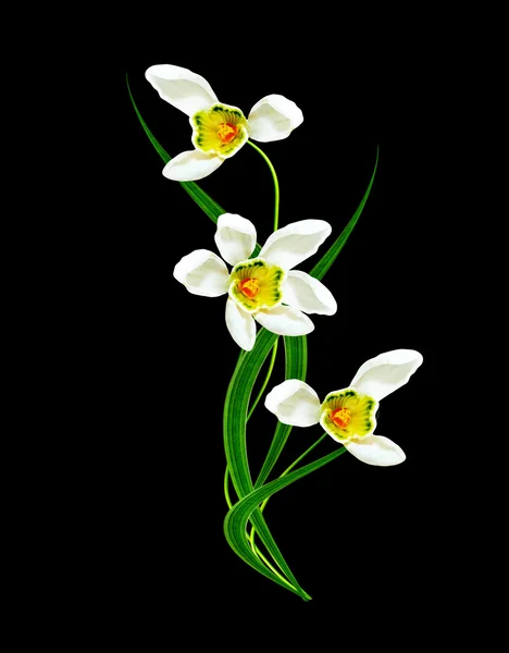 Siyah arka plan üzerine izole kardelen çiçek — Stok fotoğraf