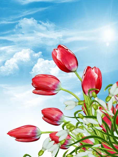 Flores tulipas contra o céu azul com nuvens. queda de neve — Fotografia de Stock