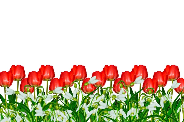 Flowers tulips and snowdrops isolated on white background — Stock Photo, Image