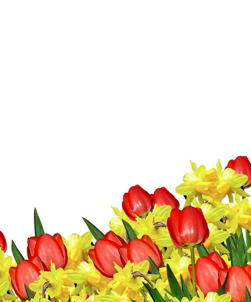 Bahar beyaz arka plan üzerinde izole narcissuses çiçekler — Stok fotoğraf