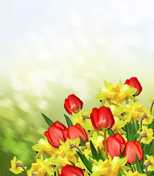 Våren. Blommor av påskliljor och tulpaner. — Stockfoto