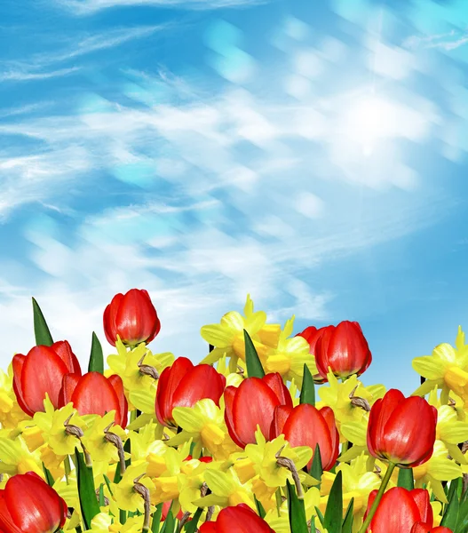 Spring. Flowers of daffodils and tulips. — Stock Photo, Image