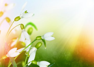 Bahar manzara. çiçekler kardelen