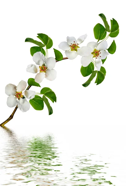 Białe jabłka gałąź kwiaty na białym tle — Zdjęcie stockowe