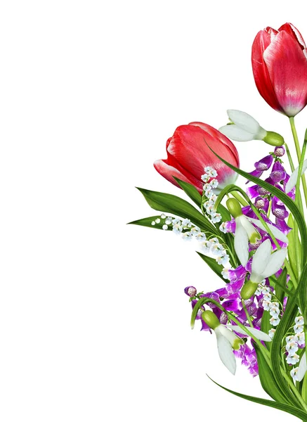 Fiori primaverili tulipani isolati su sfondo bianco — Foto Stock