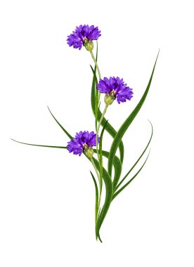 Beyaz arka plan üzerinde izole Peygamber çiçekler