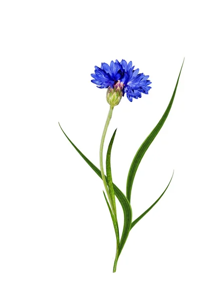 Flowers cornflowers isolated on white background — Stock Photo, Image