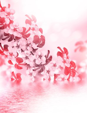 çiçek açan elma ağacı. Bahar manzara.