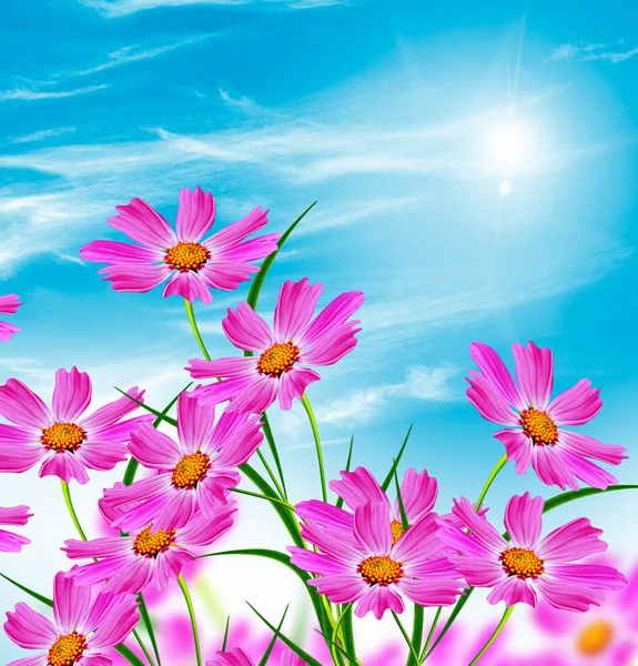 Daisy flowers on blue sky background — Stock Photo, Image