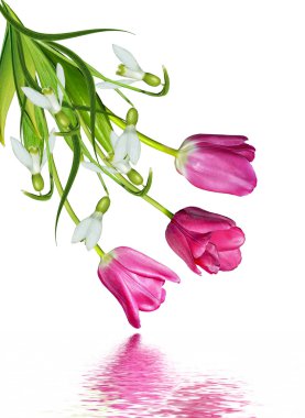 bahar çiçekleri beyaz arkaplanda izole laleler