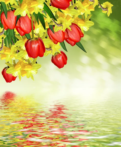 Frühling. Blumen von Narzissen und Tulpen. — Stockfoto