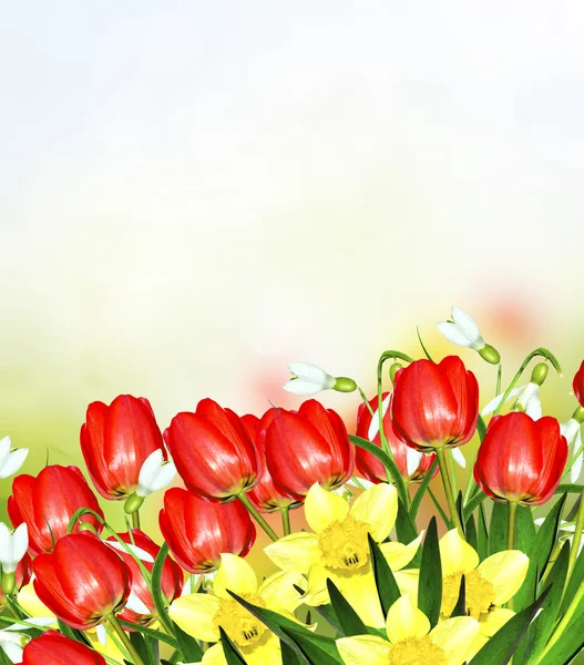 Spring. Flowers of daffodils and tulips. — Stock Photo, Image