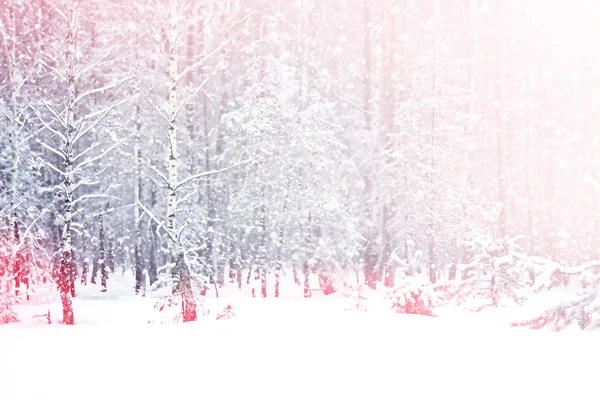 Vintern skog. vinterlandskap. — Stockfoto