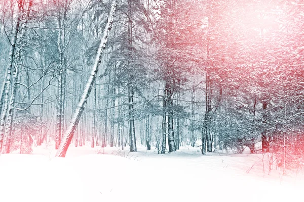 Floresta de Inverno. Paisagem inverno . — Fotografia de Stock