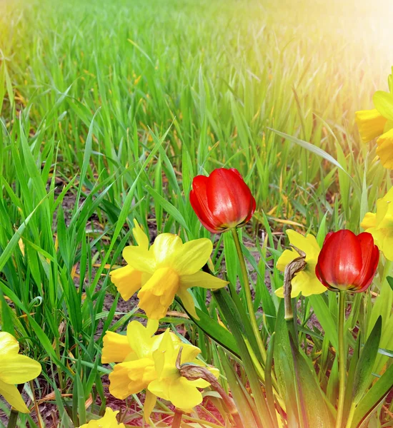 Primavera. Fiori di narcisi e tulipani . — Foto Stock