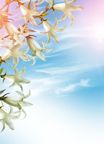Sommerlandschaft. Glockenblume — Stockfoto