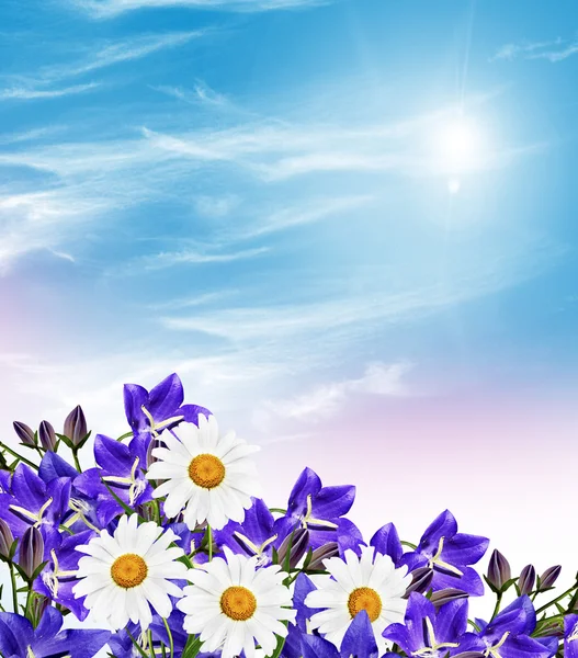 Summer landscape. bell Flower — Stock Photo, Image