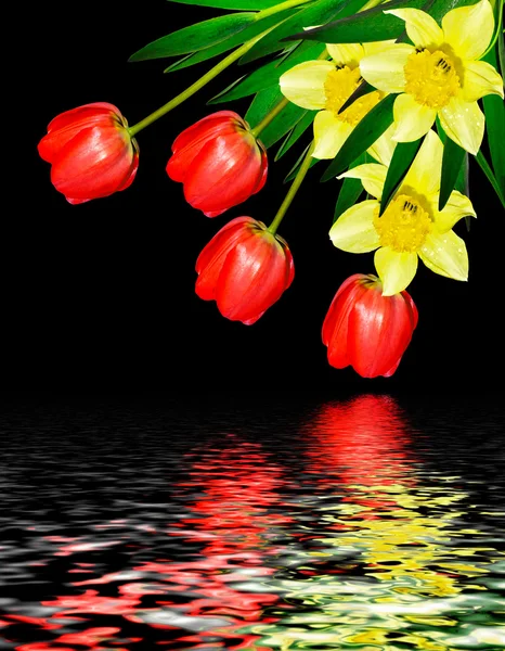 Blumen Tulpen und Narzissen isoliert auf schwarzem Hintergrund — Stockfoto