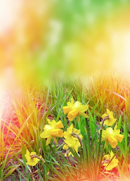 Sommerlandschaft. Blumen Narzissen — Stockfoto