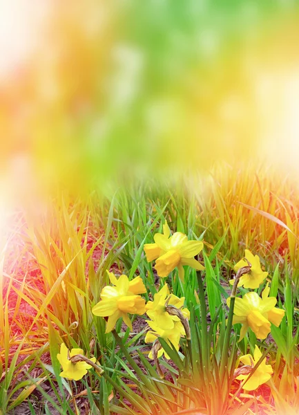 Paesaggio estivo. narcisi di fiori — Foto Stock