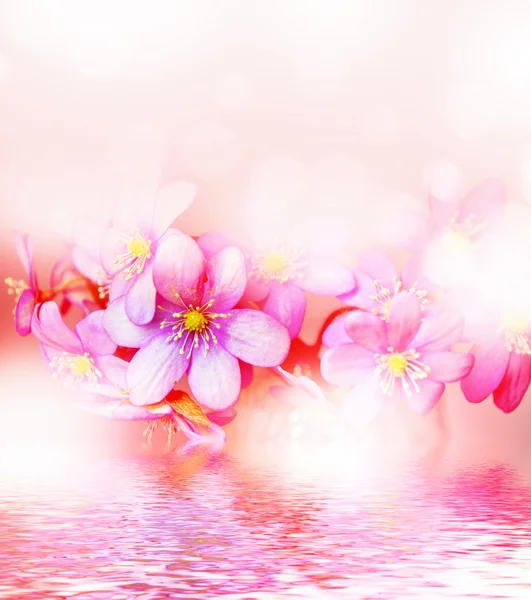 Bahar manzara. çiçekler kardelen — Stok fotoğraf