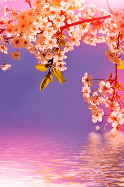 Spring landscape. Flowering branch of cherry — Stock Photo, Image