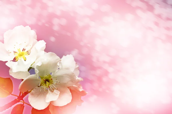 Frühlingslandschaft. Blütenbirne — Stockfoto