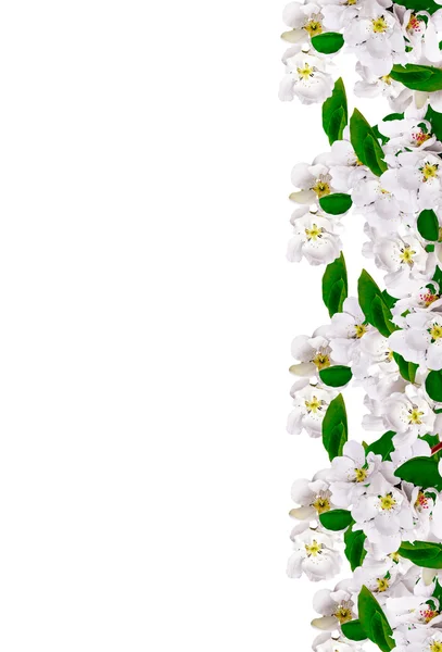 Rama de flores de manzana blanca aislada sobre fondo blanco — Foto de Stock
