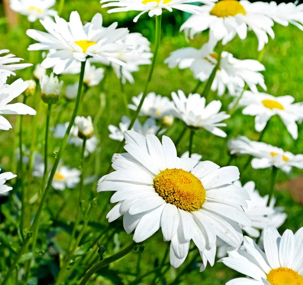 Wilde bloemen madeliefjes. Zomer landschap. — Stockfoto