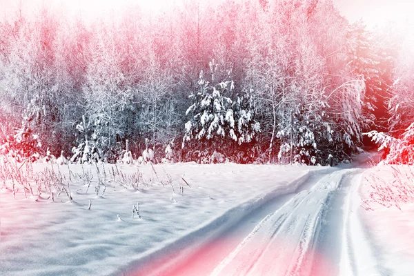 Winter Forest. Winter landscape. — Stock Photo, Image