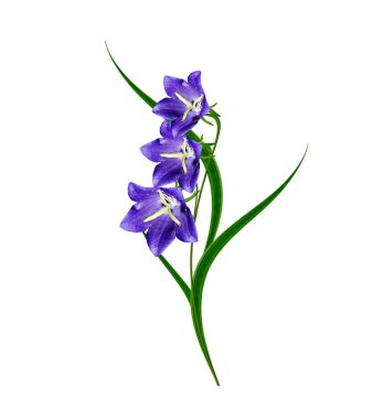 Beyaz arkaplanda izole edilmiş çan çiçeği