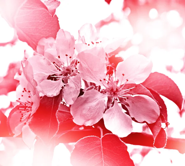 春景。花梨 — 图库照片