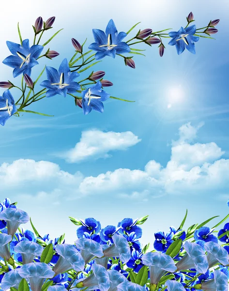 Sommerlandschaft. Glockenblume — Stockfoto