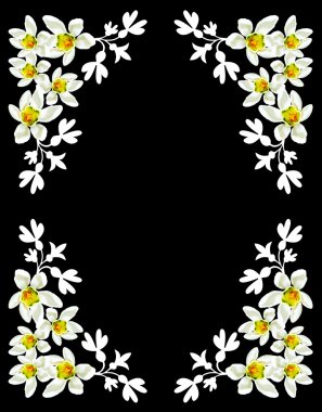 siyah arka plan üzerine izole kardelen çiçek