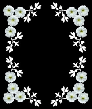 İzole bir siyah arka plan üzerine beyaz çiçekler. Çerçeve.