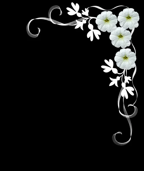 Fleurs blanches isolées sur un fond noir. Cadre . — Photo