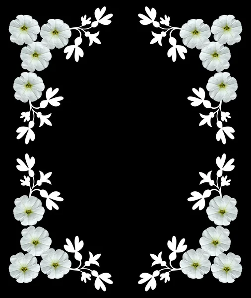 Weiße Blüten isoliert auf schwarzem Hintergrund. Rahmen. — Stockfoto