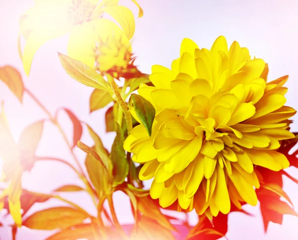 Floraler Hintergrund. Chrysanthemen blühen — Stockfoto