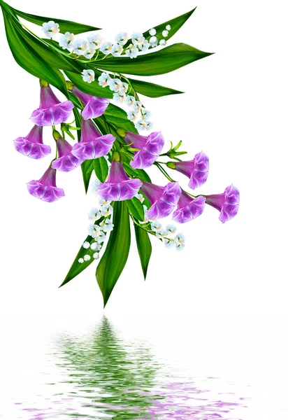 Blauwe bloemen campanula geïsoleerd op witte achtergrond — Stockfoto