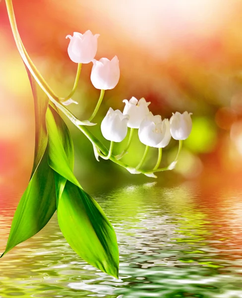 Voorjaarslandschap. bloemen lelie van de vallei — Stockfoto