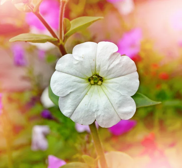 Morning Glory flowers. Floral background — Stock Photo, Image