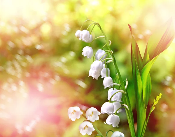 Voorjaarslandschap. bloemen lelie van de vallei — Stockfoto