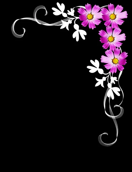 Kozmosz elszigetelt fekete alapon virágok — Stock Fotó