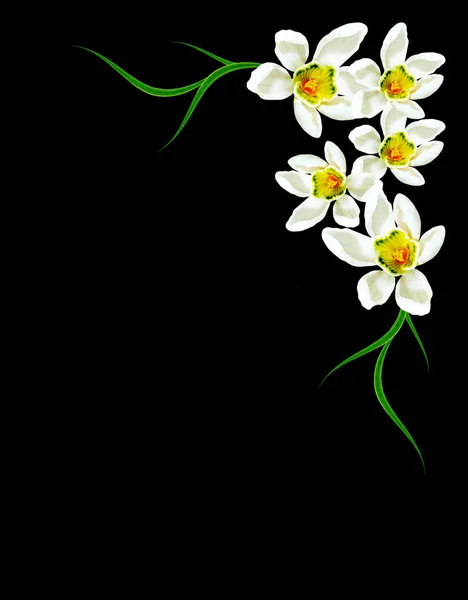 Подснежник цветок изолирован на черном фоне — стоковое фото