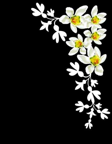 Snowdrop blomma isolerad på svart bakgrund — Stockfoto
