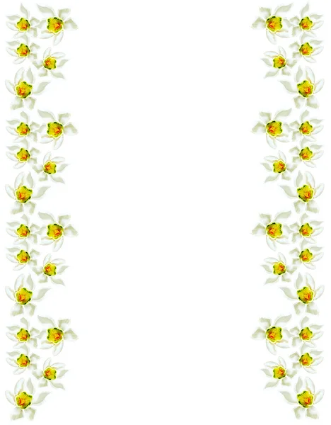 春の花の白い背景で隔離のスノー ドロップ — ストック写真