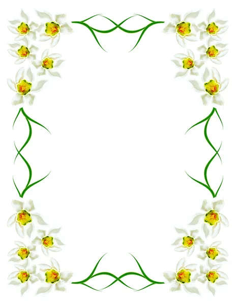 Подснежники весной изолированные на белом фоне — стоковое фото