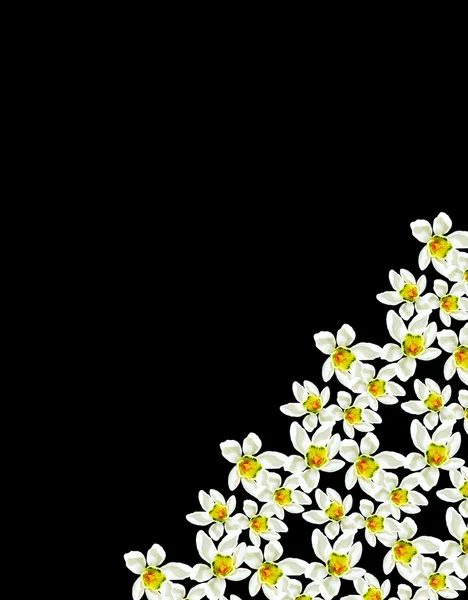 スノー ドロップの花が黒い背景に分離 — ストック写真