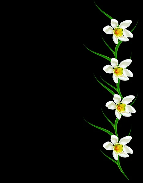 Snowdrop bloem geïsoleerd op zwarte achtergrond — Stockfoto
