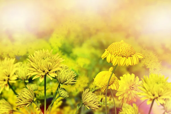Πεδίο νεραγκούλα λουλουδιών. κίτρινο λουλούδι — Φωτογραφία Αρχείου